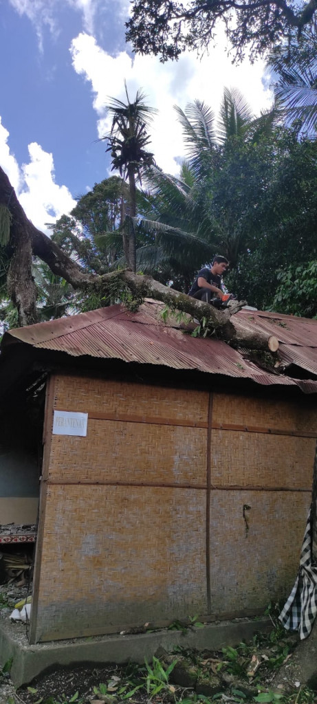 Pohon Tumbang akibat Cuaca Ekstrim di Banjar Pacung Grana, Desa Sangeh, Kecamatan Abiansemal Tanggal 07 Januari 2023